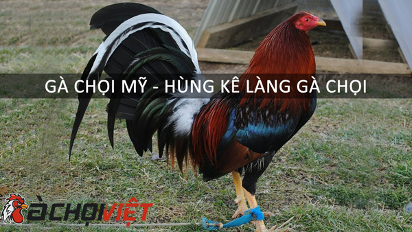 gà chọi Mỹ