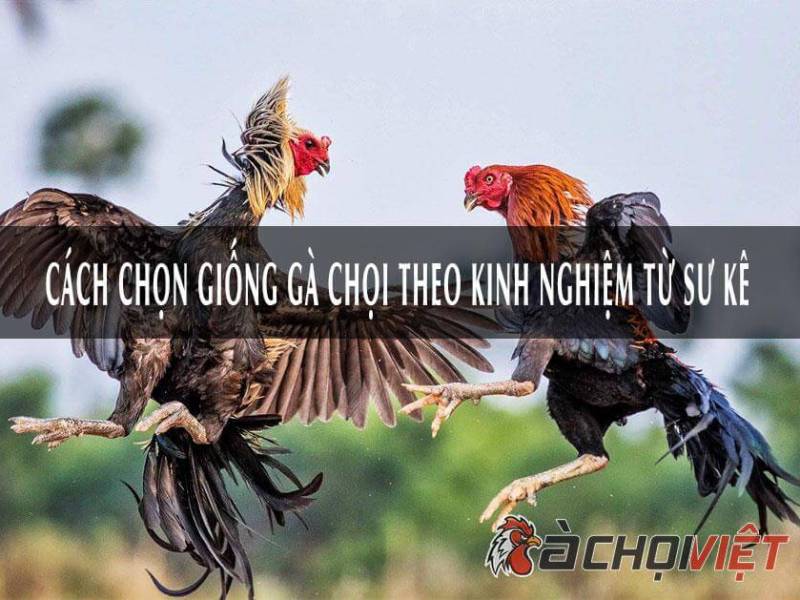 Chọn gà chọi giống như thế&nbsp;nào?