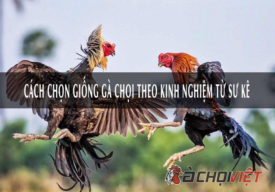 ga-choi-giong-tot
