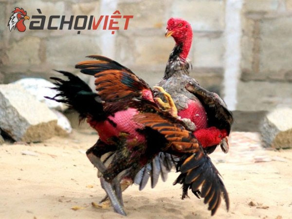 Gà Miền Trung – Gà Miền Bắc gieo nỗi sợ khắp các đấu trường gà&nbsp;chiến