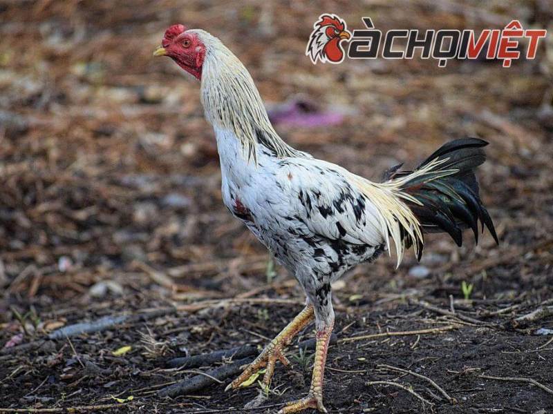 Gà chọi Thái và những điều bạn nên biết trước khi tậu một chú gà&nbsp;chọi!