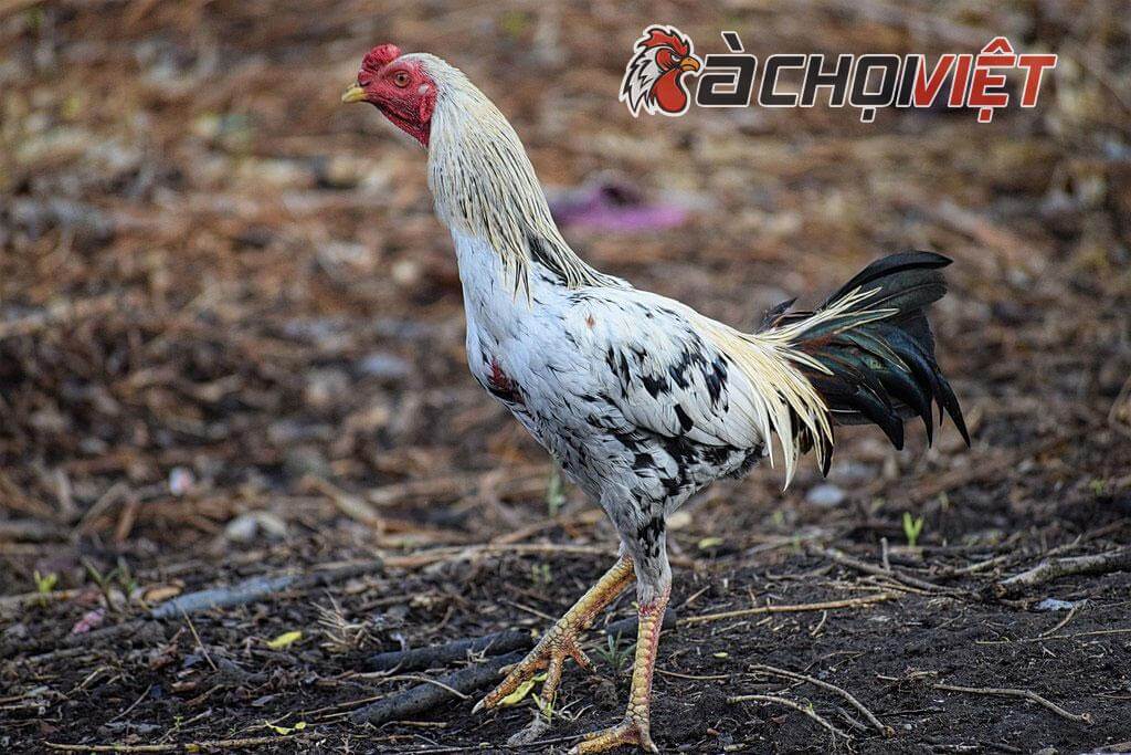 gà chọi Thái